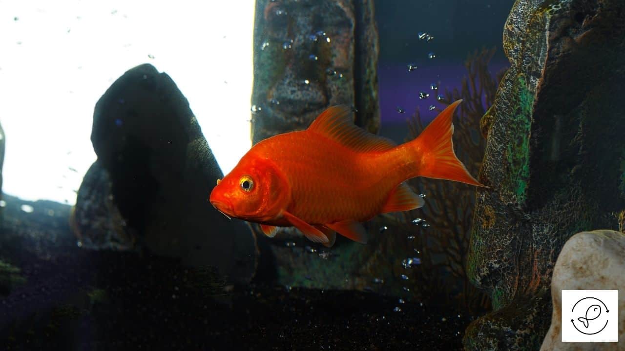 Why Does Aquarium Sand Turns Black? (How To Clean + Prevent It?)