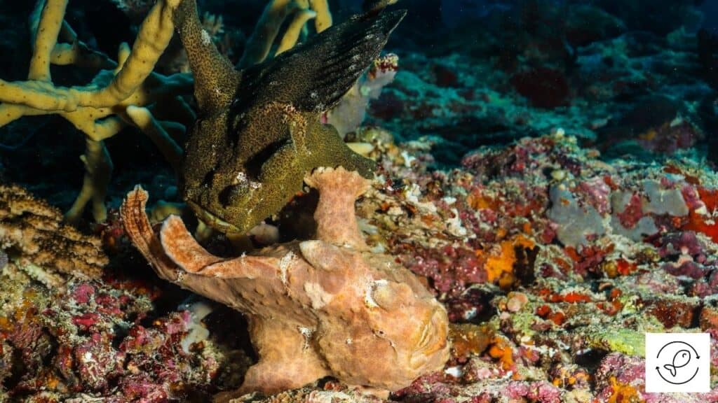 Image of frogfish