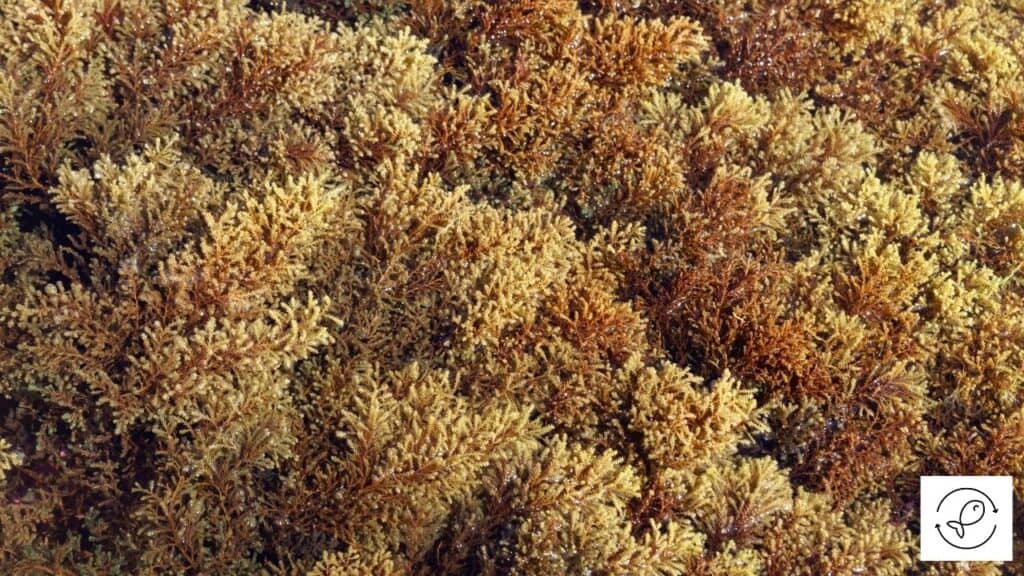 Image of overgrown brown algae