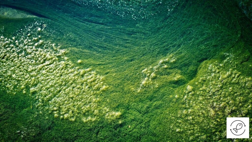 Image of overgrown green algae