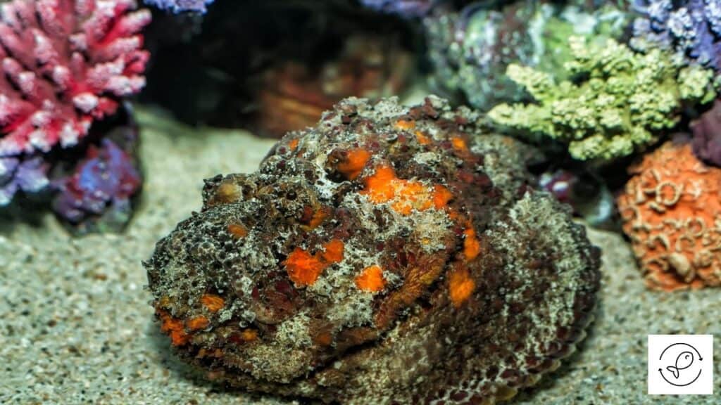 Image of stonefish