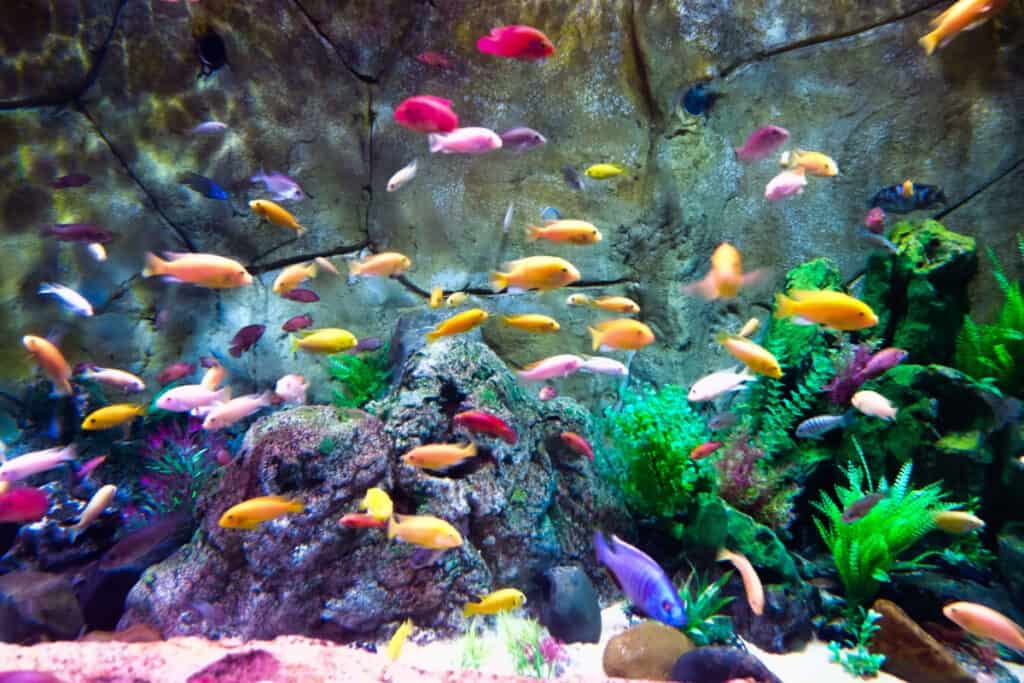 Image of an aquarium