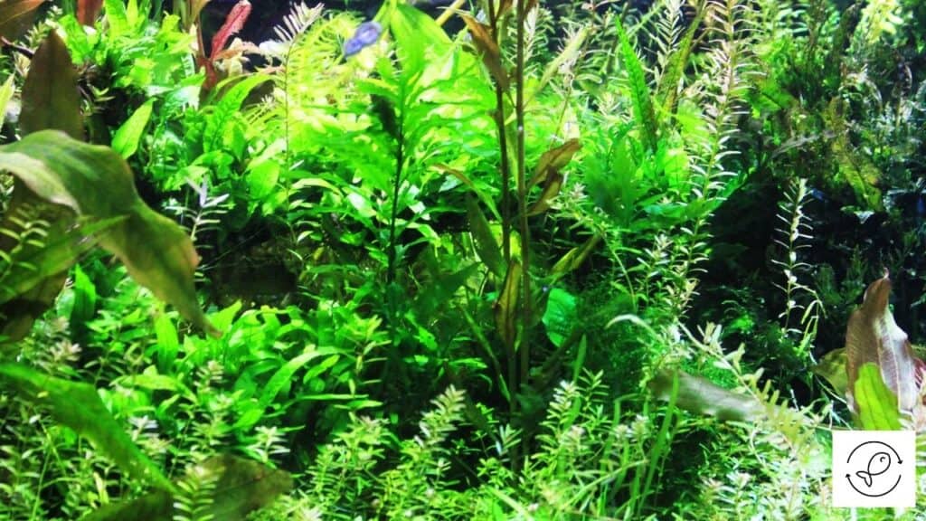 Image of aquarium plants under LED lights