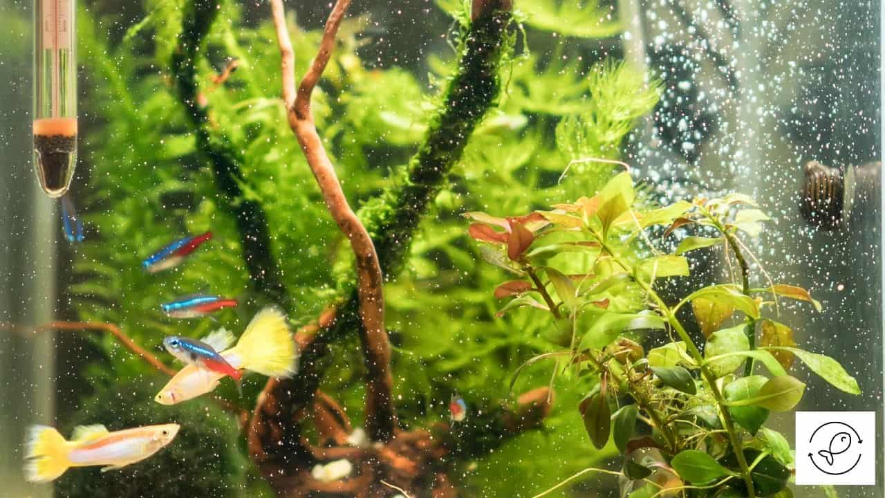 Do Aquarium Thermometers Contain Mercury? (How To Find Out?)