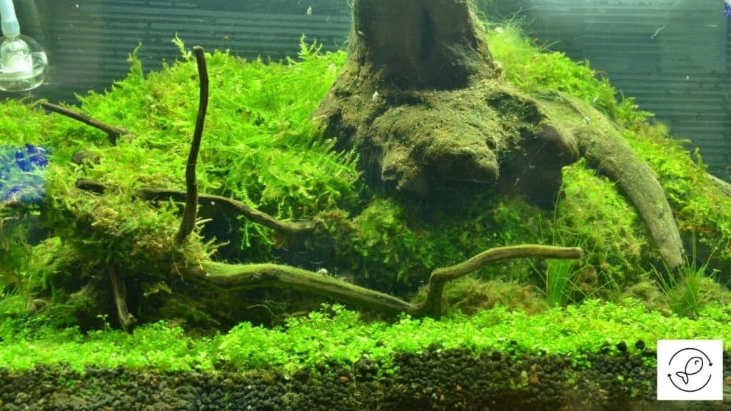 Image of an aquarium with Java Moss