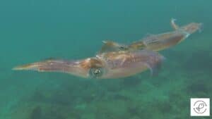 11 Fish That Can Change Color + Reasons For Color Change