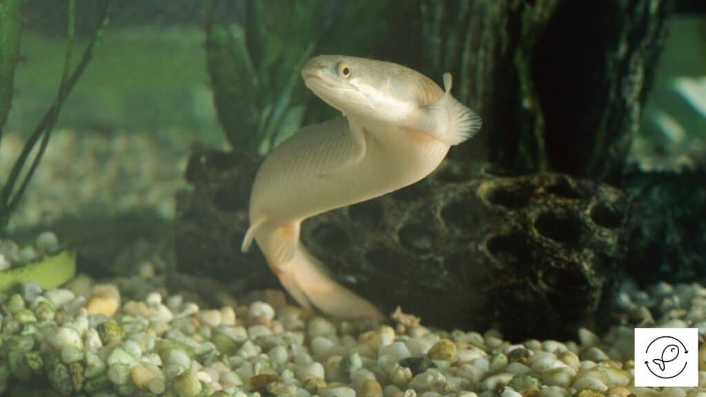 Image of Eel fish