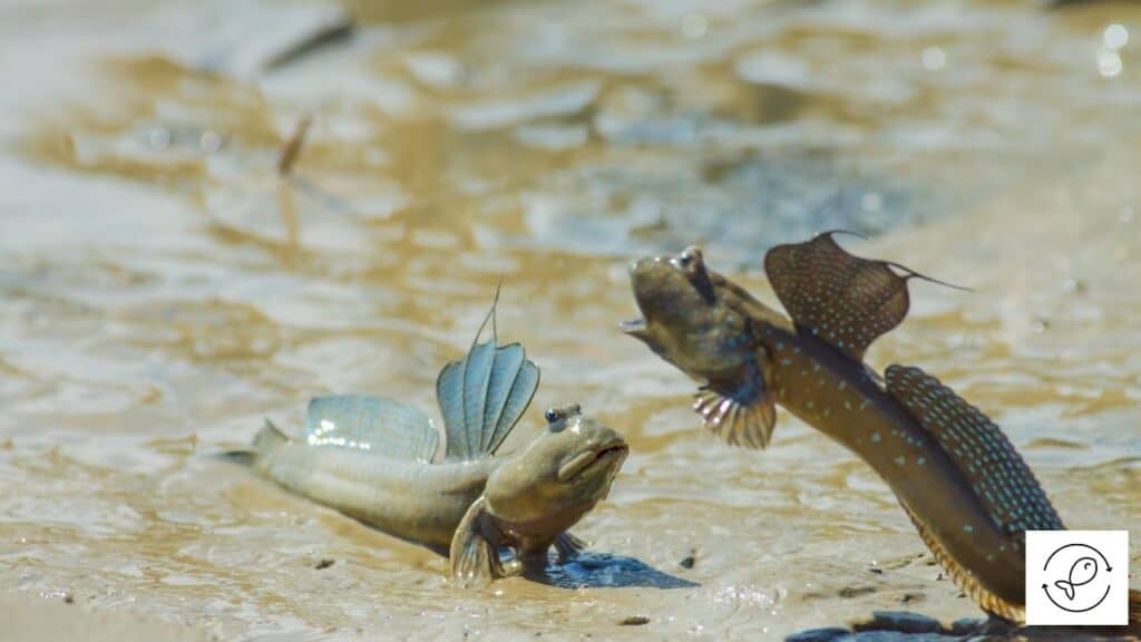 Image of fish that can walk on land