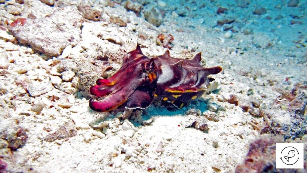 Flamboyant Cuttlefish