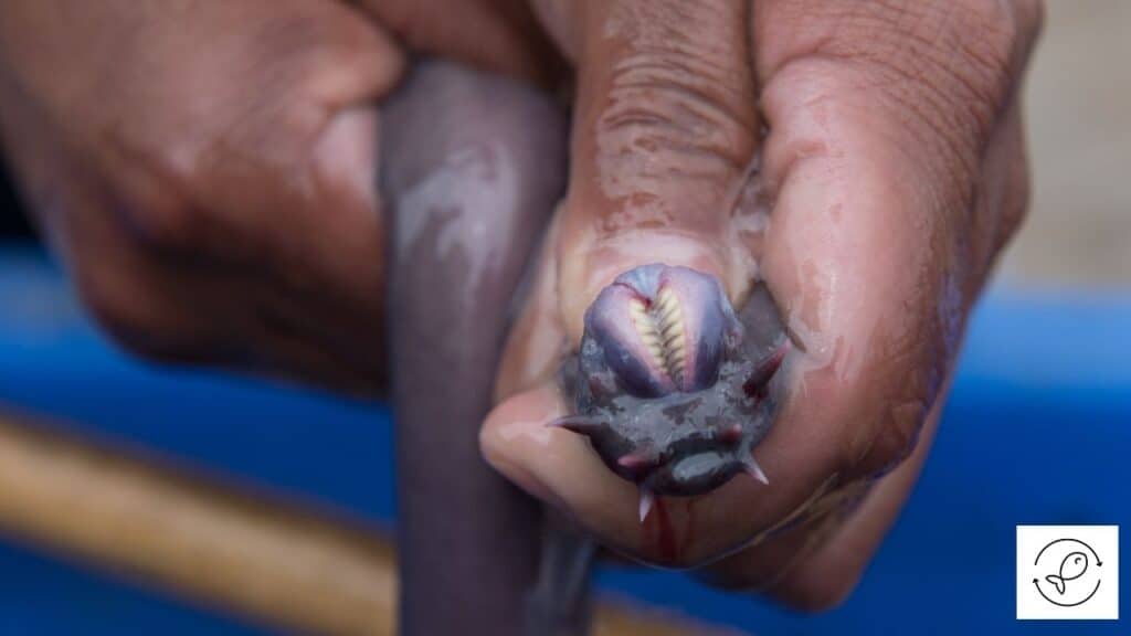 Hagfish