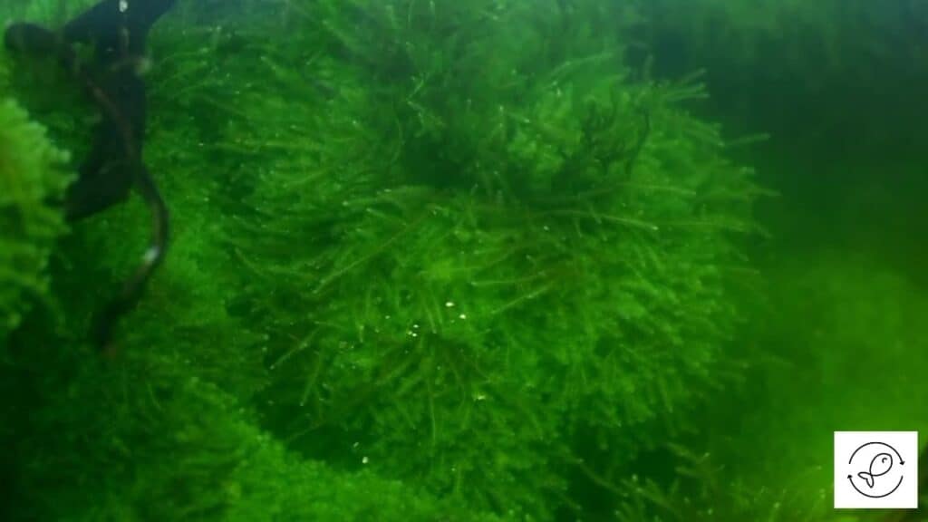 Image of Java Moss growing out of water
