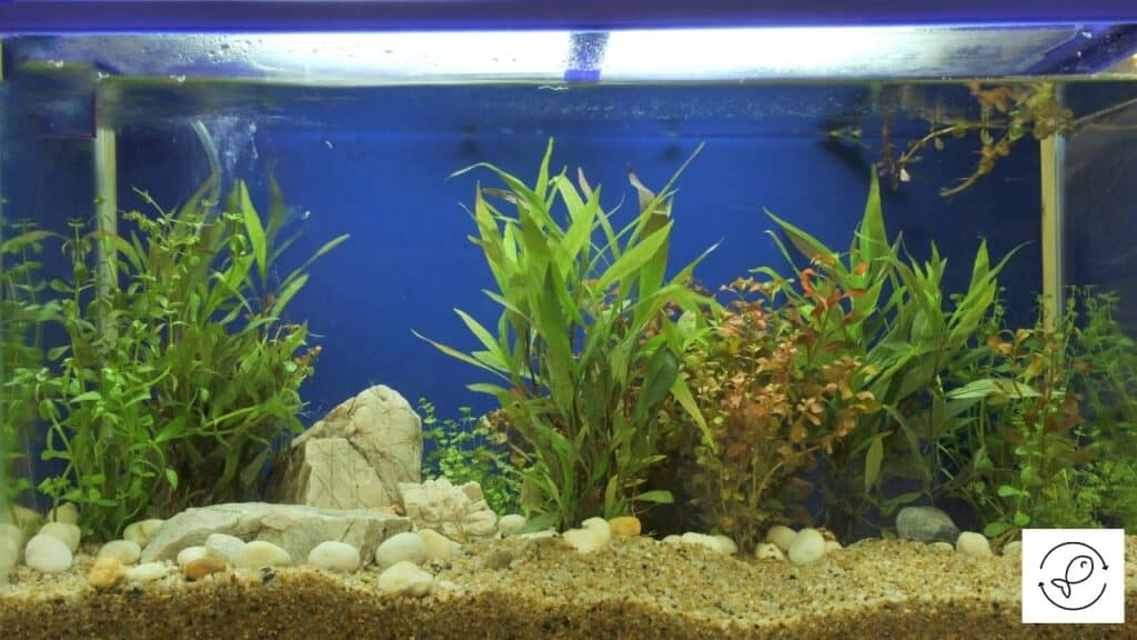 Image of Java Moss in a home aquarium