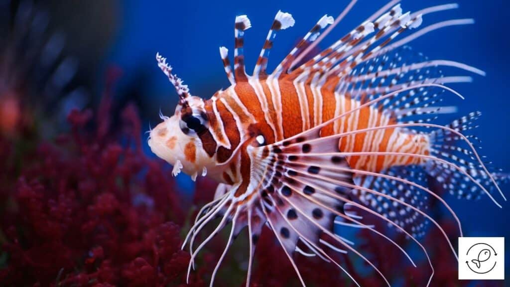 Lionfish