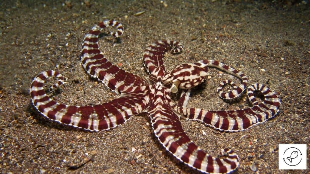 Mimic Octopus