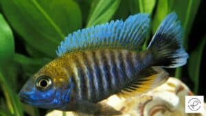 11 Fish That Can Change Color + Reasons For Color Change