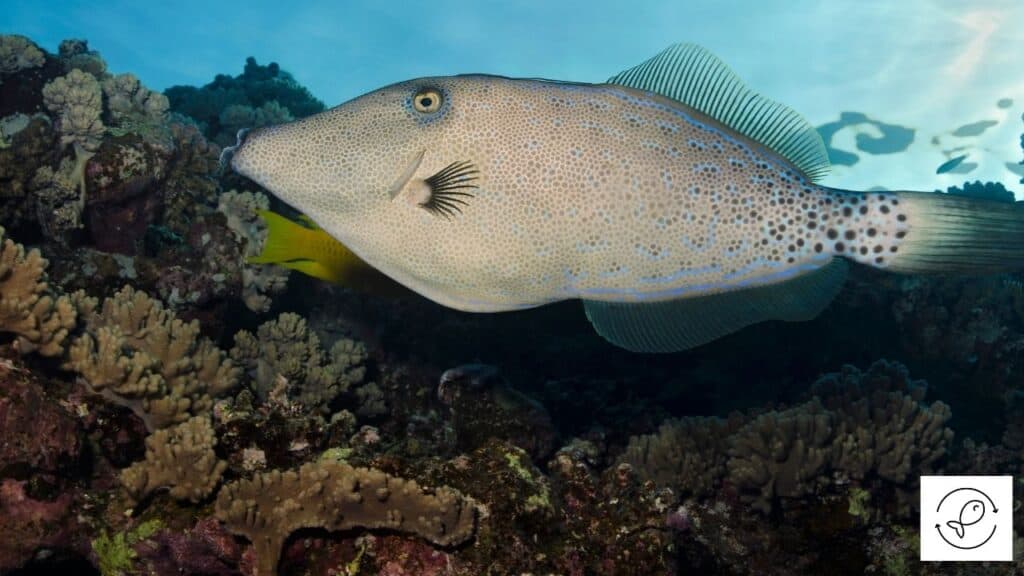 Scrawled Filefish