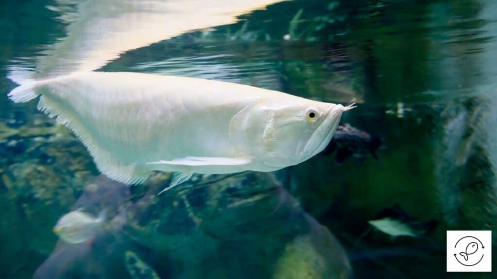 Silver Arowana