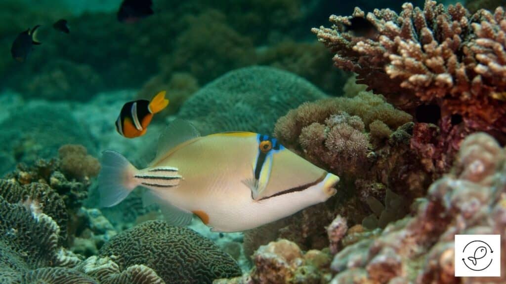 Triggerfish