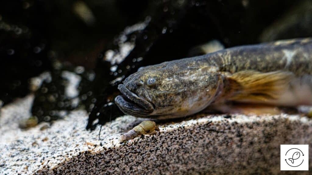 Violet Goby