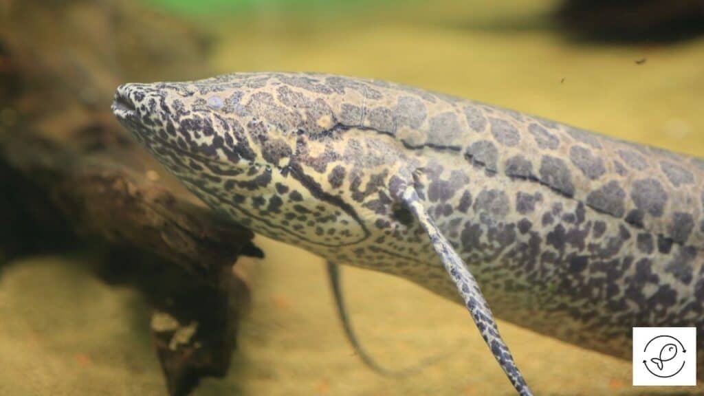 West African Lungfish