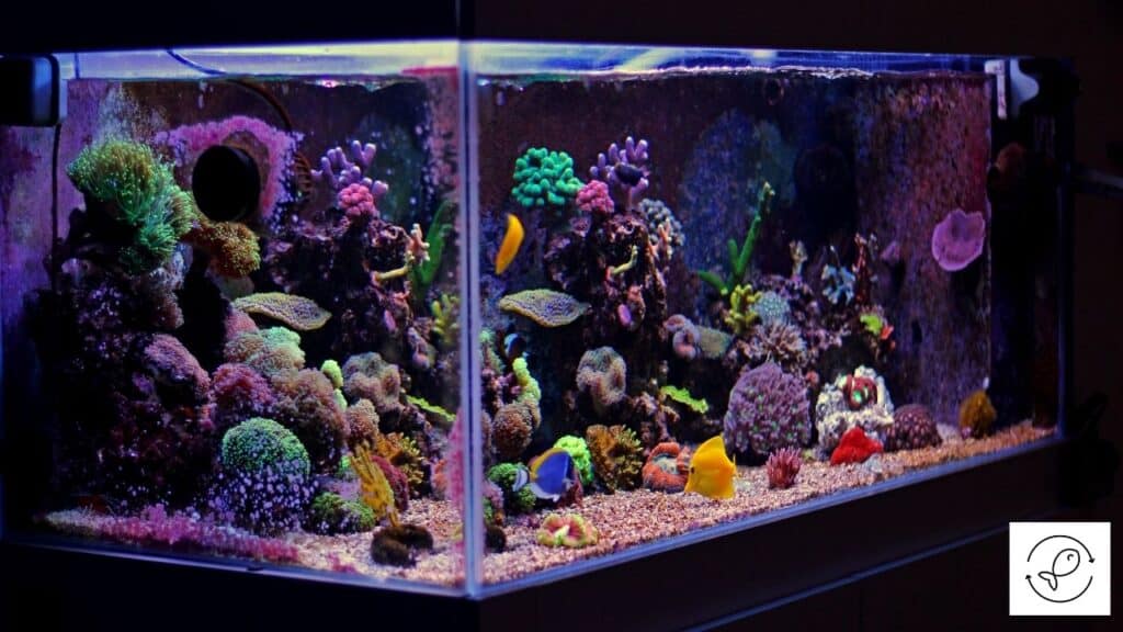Image of an aquarium with light