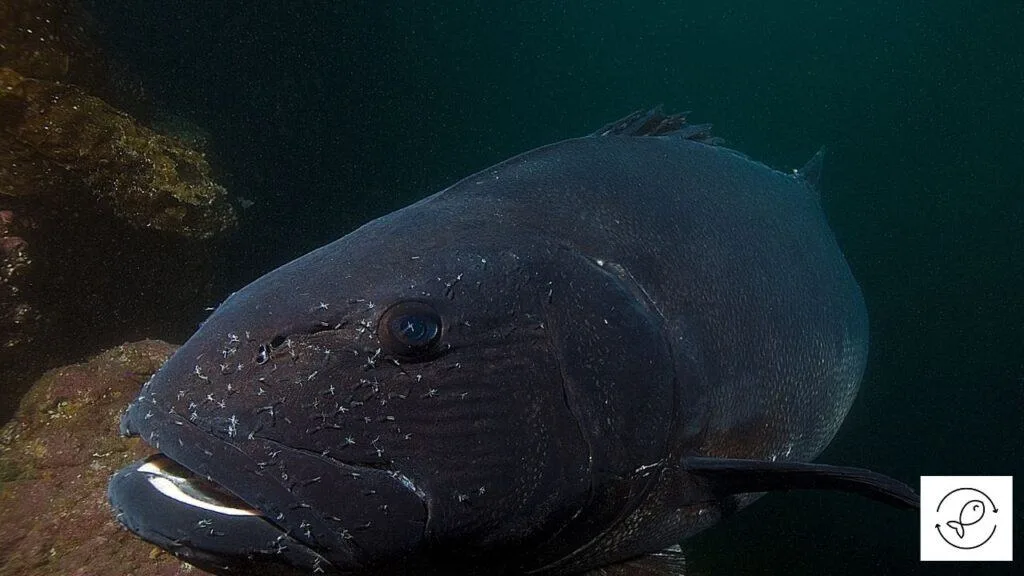 Black Sea Bass