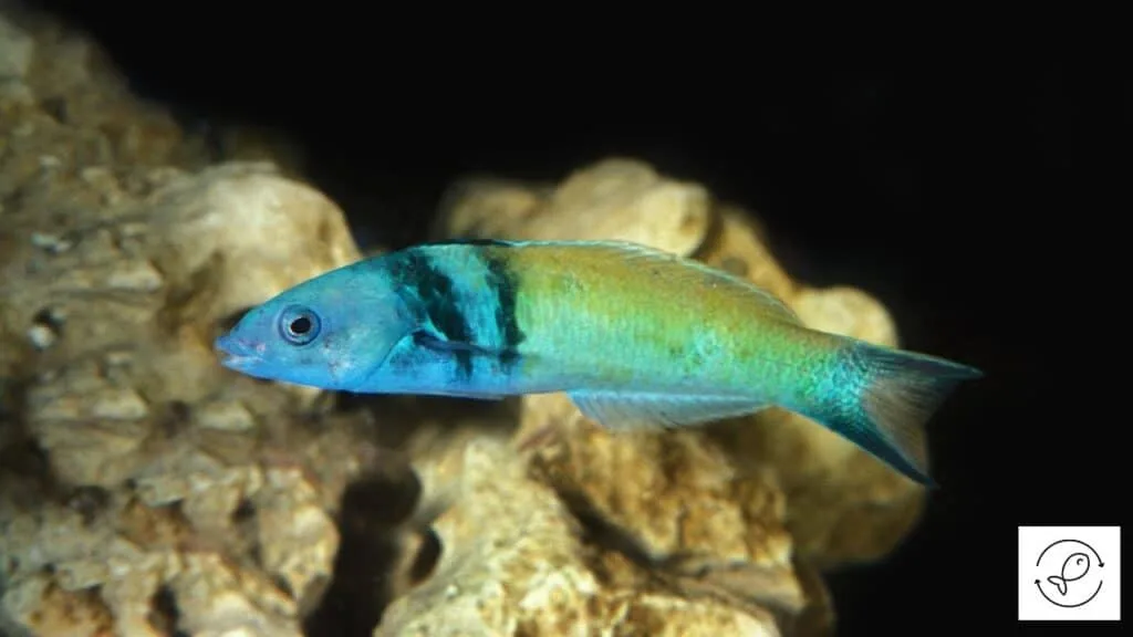 Bluehead Wrasse
