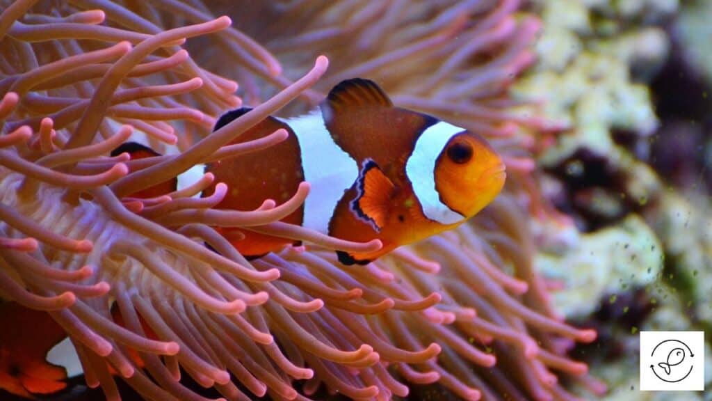 Clownfish