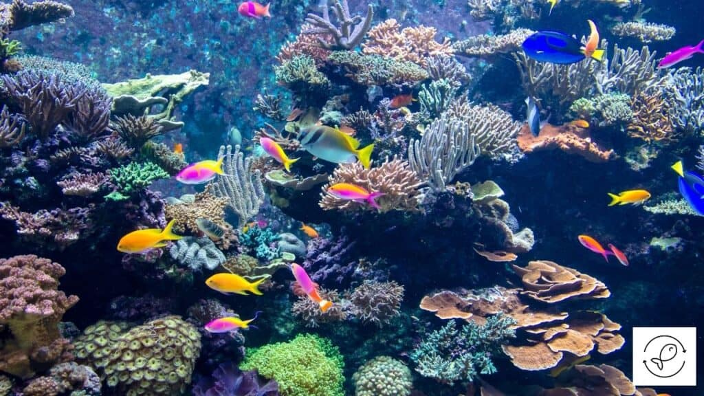 Image of fish swimming- n an aquarium