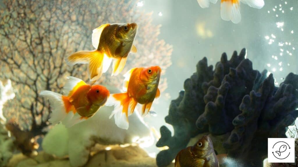Fish tank with aquarium salt