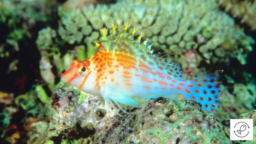 Hawkfish