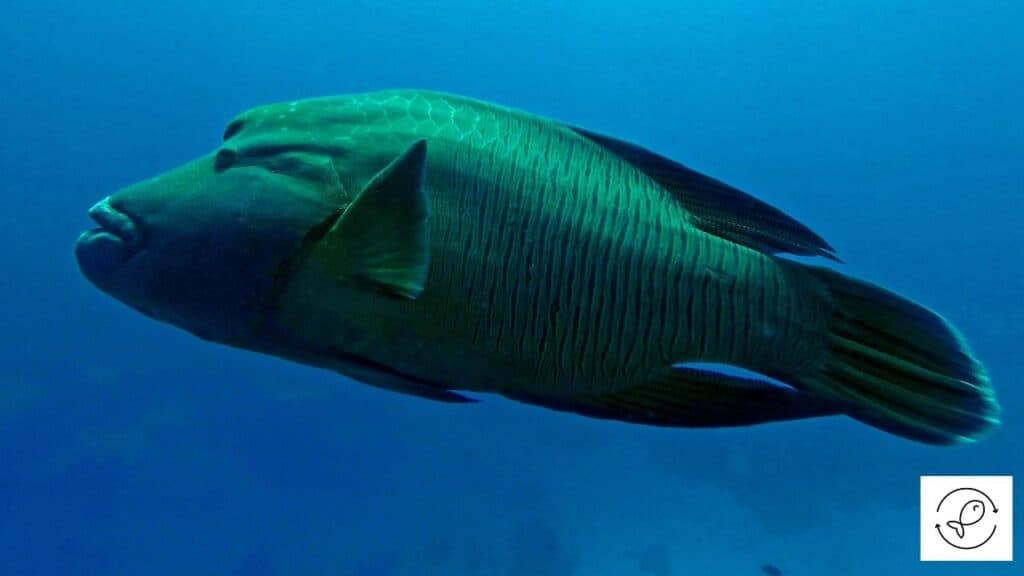 Humphead Wrasse