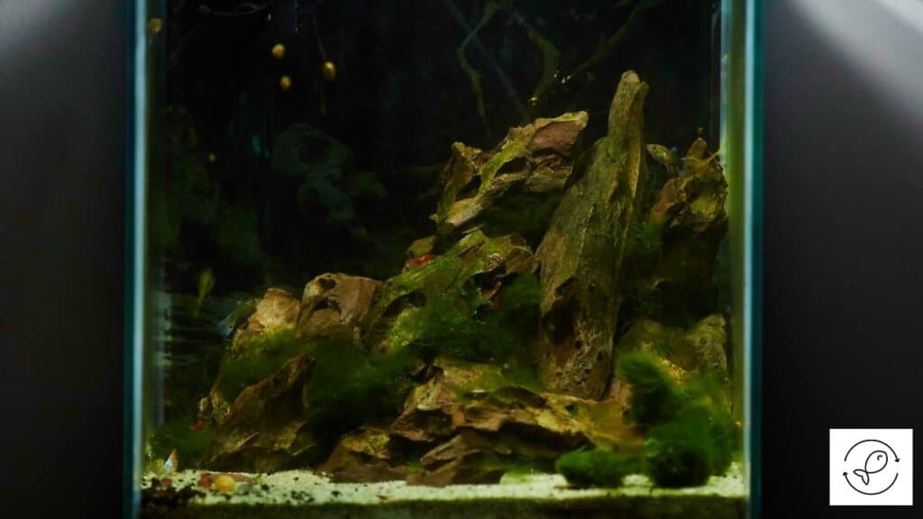 Image of Java Moss growing with CO2