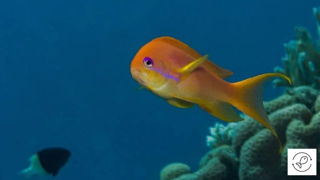 Lyretail Anthias