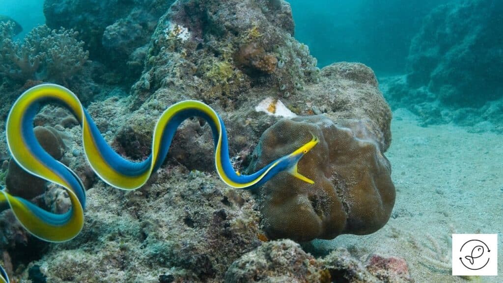 Ribbon Eel