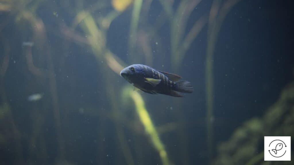 Image of an African cichlid in a tank with salt