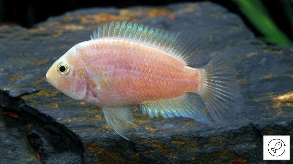 Image of an aggressive cichlid