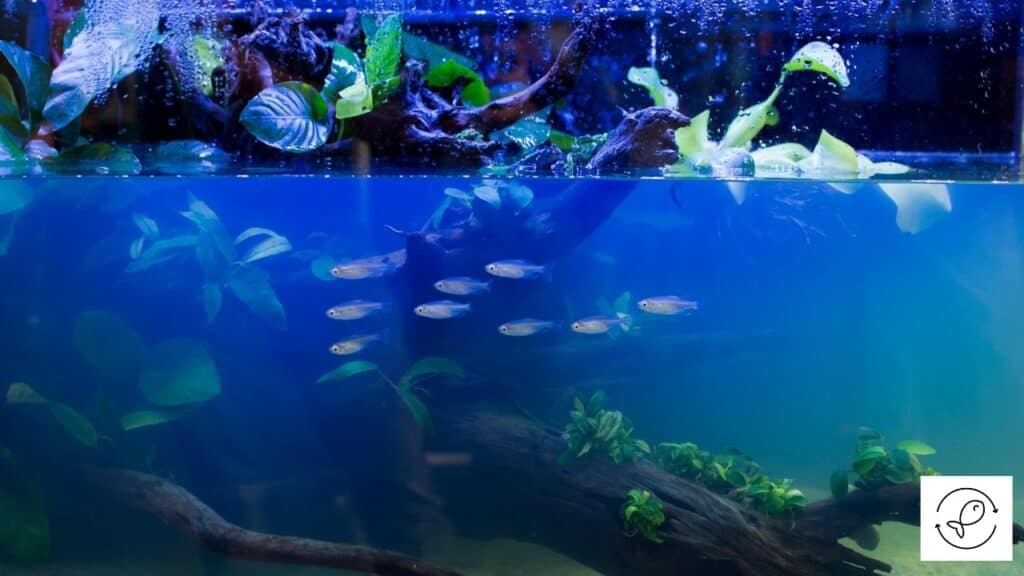 Image of an aquarium with salt in the water