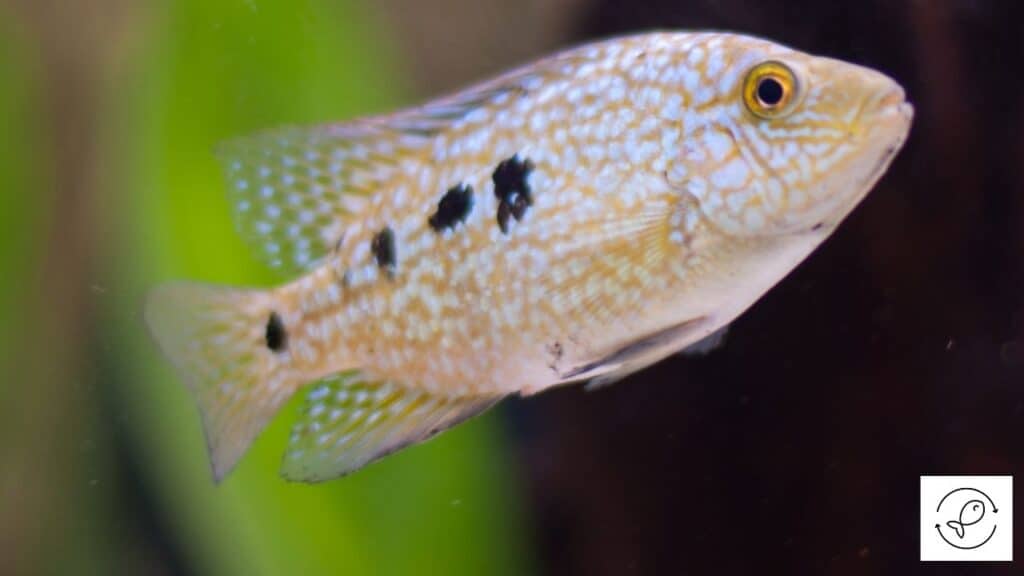 Image of cichlid in a fish tank