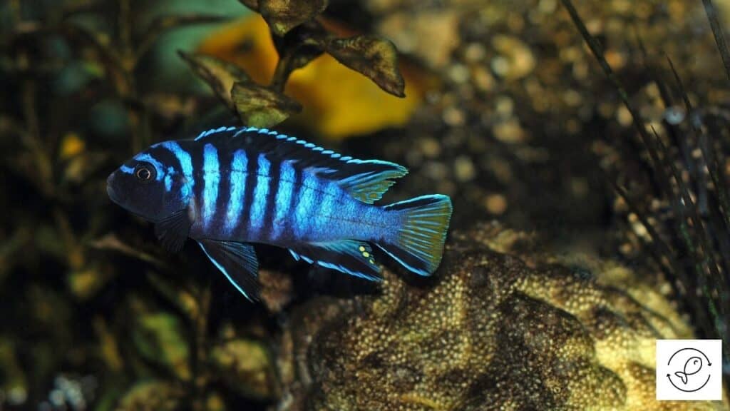 Image of a cichlid in a tank