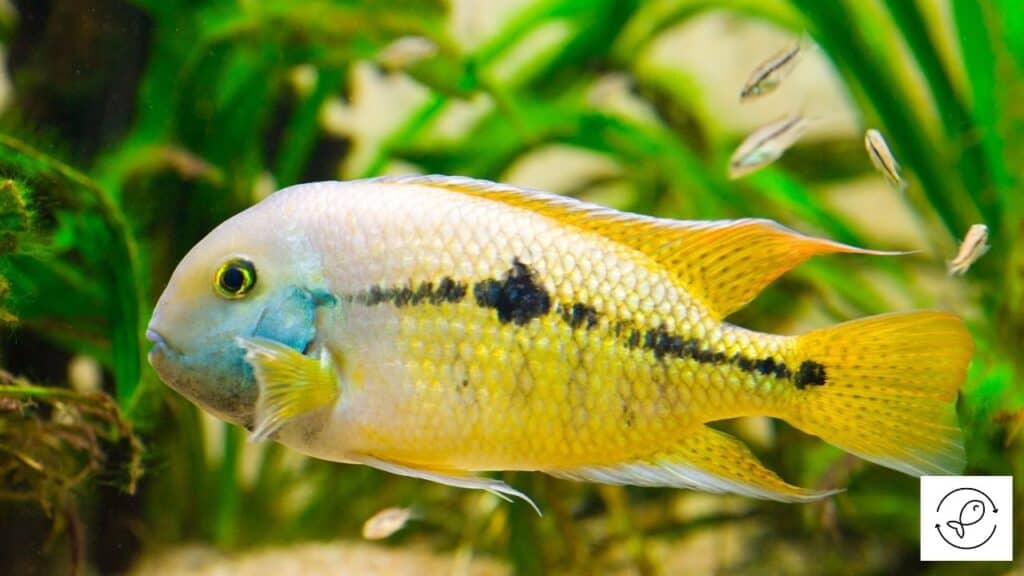 Image of a cichlid searching food