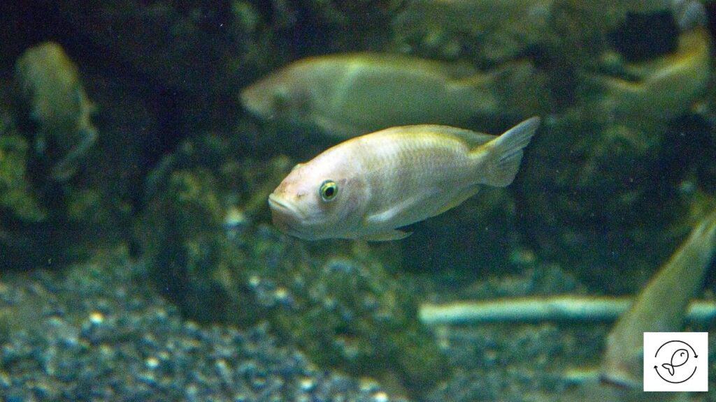 A cichlid searching for food