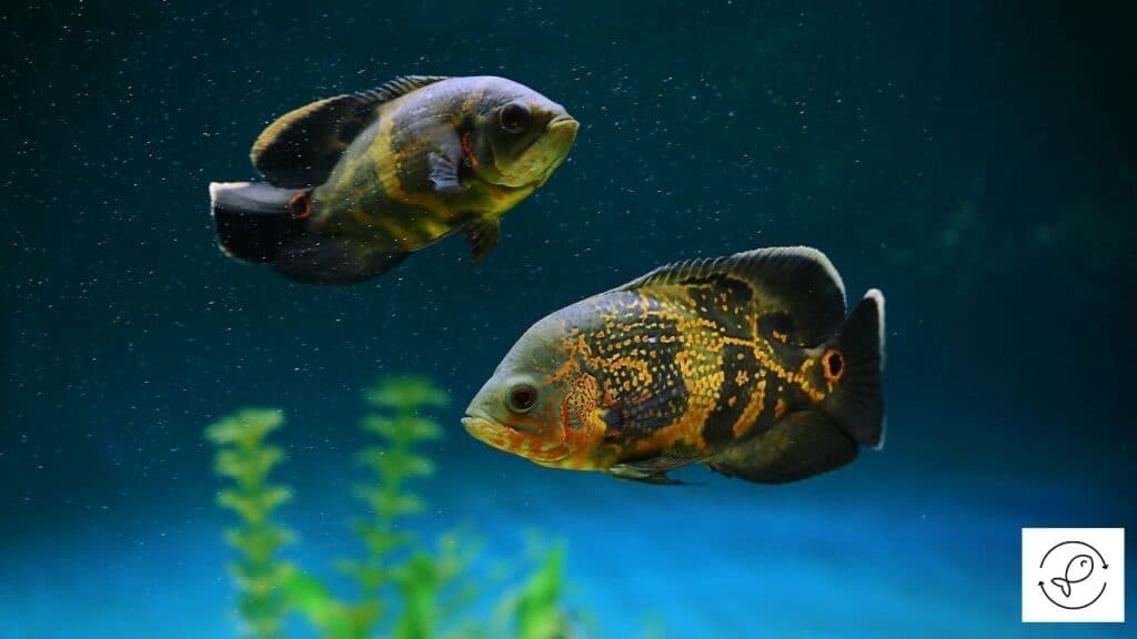 Image of cichlids with teeth