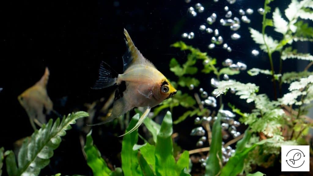 Image of an angelfish in a tank with other fish