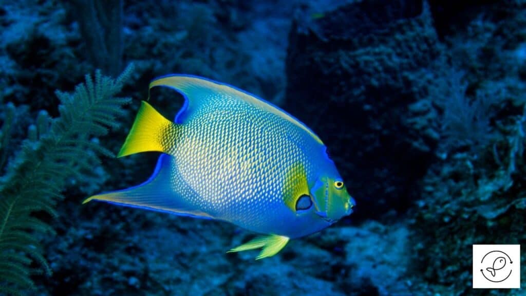 Image of an angelfish searching for food