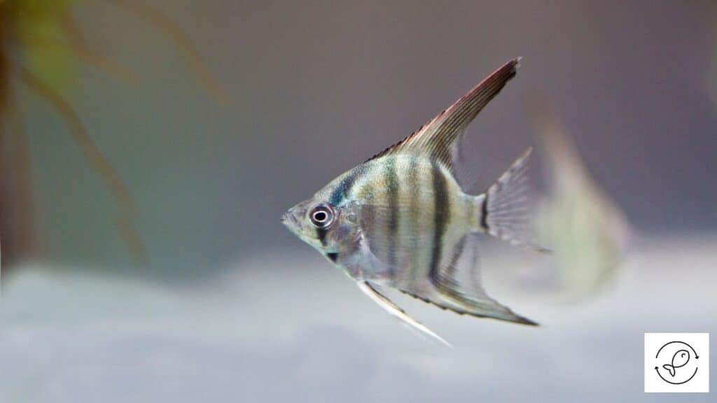 Image of an angelfish swimming alone