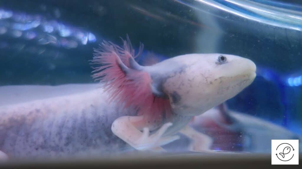 Image of an axolotl breathing in the water