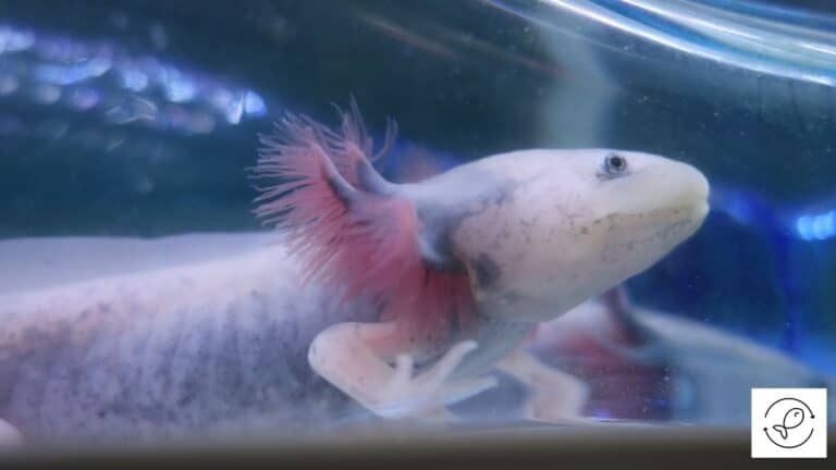 Can Axolotls Breathe Air? [Different Ways Axolotls Breathe]