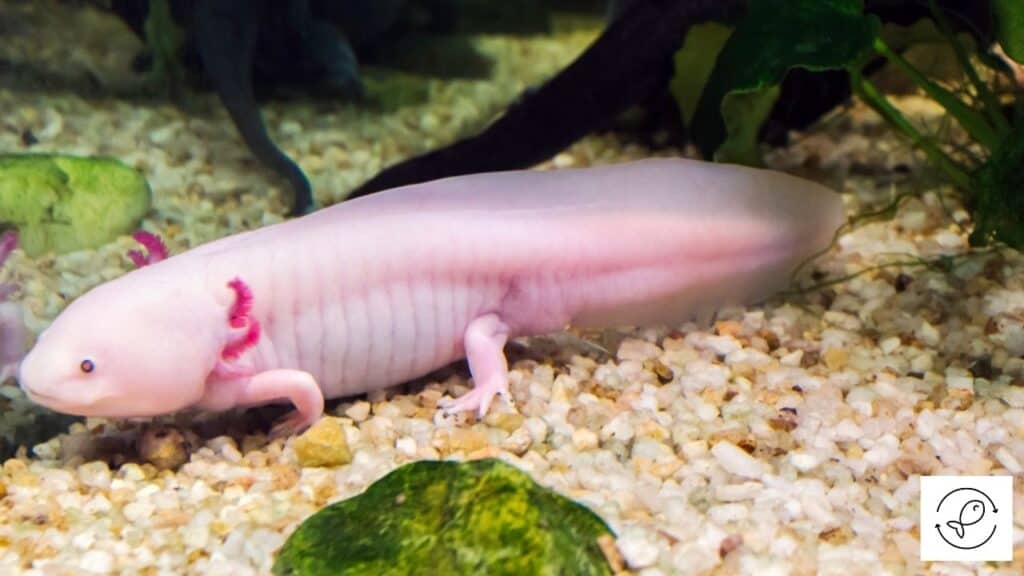 Image of an axolotl in a tank