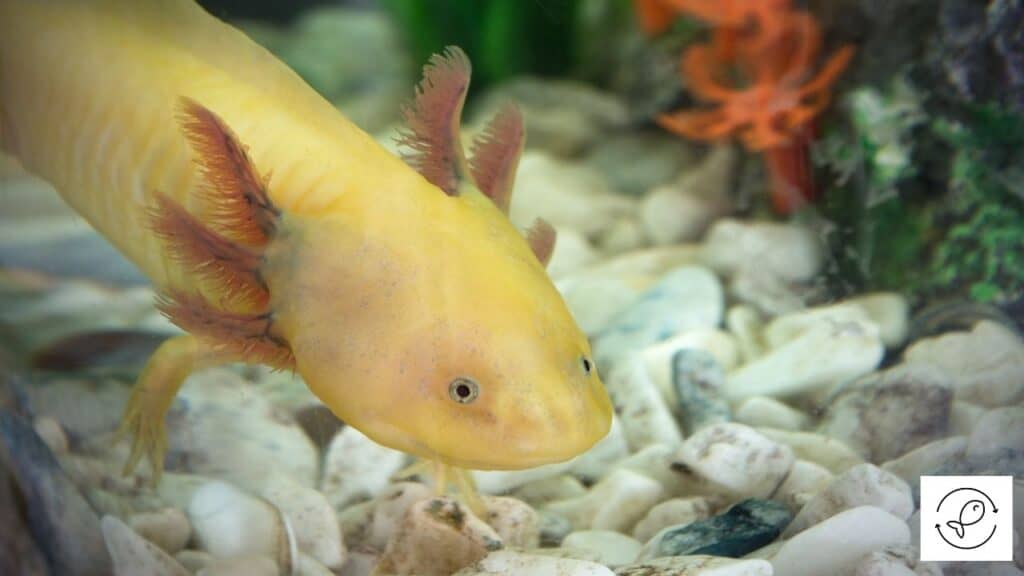 Image of an axolotl in a tank without fish